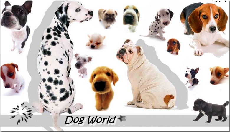 Dog Wolrd - A kutyk igazi otthona